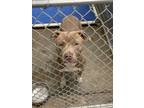 Adopt cristiano a Brown/Chocolate American Pit Bull Terrier / Mixed dog in