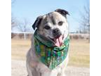 Adopt Otis a Gray/Silver/Salt & Pepper - with Black Pug / Terrier (Unknown Type