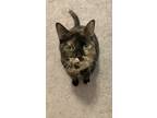 Adopt Meow meow a Tortoiseshell American Shorthair / Mixed (medium coat) cat in
