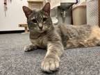 Adopt Cassidy a Gray, Blue or Silver Tabby Domestic Shorthair (short coat) cat