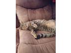 Adopt Jitterbug a Tiger Striped Domestic Shorthair / Mixed (short coat) cat in