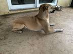 Adopt Luna a Tan/Yellow/Fawn - with White Labrador Retriever / Mixed dog in Boca
