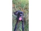 Adopt Kya a Brindle Mastiff / Mixed dog in Bothell, WA (33629451)