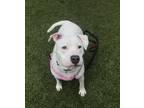 Adopt Lulu a Pit Bull Terrier / Mixed dog in Silverdale, WA (33658809)