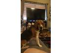Adopt Bentley a Black - with White Beagle / Mixed dog in Chesterfield
