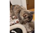 Adopt Spirit a Gray or Blue Calico / Mixed (short coat) cat in Colorado Springs