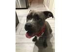 Adopt Sage a Gray/Blue/Silver/Salt & Pepper American Pit Bull Terrier / Mixed