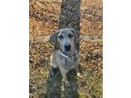 Adopt Reba a Brindle Plott Hound / Mixed dog in Liberty, NC (33631877)