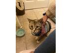 Adopt Lily a Brown Tabby American Curl / Mixed (short coat) cat in Hammonton