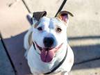 Adopt DANDELION a White - with Brown or Chocolate American Pit Bull Terrier /