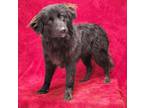 Adopt Indio a Black Flat-Coated Retriever / Labrador Retriever dog in Brewster