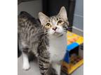 Adopt *naptune* a Domestic Shorthair / Mixed cat in Salt Lake City