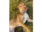 Adopt Jynx a Tan/Yellow/Fawn - with White Labrador Retriever / Coonhound