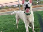 Adopt Atlas a White German Shepherd Dog / Mixed dog in Roseville, CA (33618117)