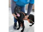 Adopt Ella a Labrador Retriever / Mixed dog in Monterey, CA (33658829)