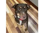 Adopt Roxy a Brown/Chocolate - with Tan Rottweiler / Akita / Mixed dog in