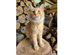 Adopt Sugar a Orange or Red Domestic Mediumhair / Mixed (medium coat) cat in