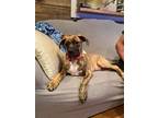 Adopt Connor a Brindle Boxer dog in GREENLAWN, NY (33658686)