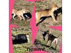 Adopt Gamora a Tan/Yellow/Fawn Husky / Mixed dog in North Granby, CT (33658578)