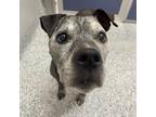 Adopt Bronco a Gray/Silver/Salt & Pepper - with Black Mixed Breed (Medium) /