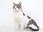 Adopt TROY a Gray or Blue Domestic Mediumhair / Mixed (medium coat) cat in