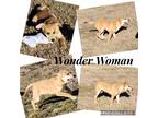 Adopt Winder Woman a Tan/Yellow/Fawn - with White Husky / Mixed dog in North