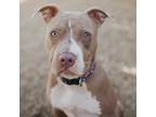 Adopt Sable a White Pit Bull Terrier dog in oklahoma city, OK (33658595)