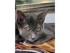 Adopt Ruby a Gray or Blue Russian Blue (short coat) cat in New Port Richey