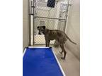 Adopt 12119 a Great Dane / Mixed dog in Covington, GA (33658387)