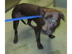 Adopt May a American Staffordshire Terrier / Mixed dog in Raleigh, NC (33658377)