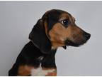 Adopt Barkley a Black Beagle dog in Jefferson City, MO (33658358)