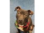 Adopt Vega a Black American Pit Bull Terrier / Mixed dog in Baton Rouge