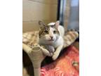 Adopt Biscuit a White Domestic Shorthair / Domestic Shorthair / Mixed cat in
