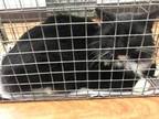 Adopt 011422 a All Black Domestic Longhair / Domestic Shorthair / Mixed cat in