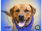 Adopt 22-01-0139 Barney a Hound (Unknown Type) / Mixed dog in Dallas
