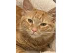 Adopt Pumpkin a Orange or Red Tabby Domestic Longhair (long coat) cat in Poway