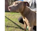 Adopt Chinchilla a Red/Golden/Orange/Chestnut American Staffordshire Terrier /