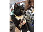 Adopt Socks a Domestic Shorthair / Mixed cat in Cleveland, TN (33658251)