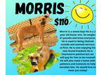 Adopt Morris a Tan/Yellow/Fawn - with Black Boxer / Mixed dog in Decatur