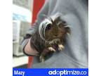 Adopt MAZY a Silver or Gray Guinea Pig / Mixed small animal in Anchorage