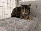 Adopt BLACKBERRY a Brown Tabby Domestic Shorthair / Mixed (short coat) cat in