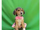 Adopt Hali a Beagle / Mixed dog in san diego, CA (33657891)