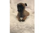 Adopt Kion a Brown/Chocolate - with Black Terrier (Unknown Type