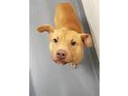 Adopt Sam a Tan/Yellow/Fawn - with White Terrier (Unknown Type