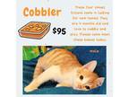 Adopt Cobbler a Orange or Red Tabby Domestic Shorthair (short coat) cat in