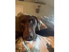 Adopt Milly a Brown/Chocolate Doberman Pinscher / Labrador Retriever / Mixed dog