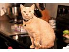 Adopt SANDY a Orange or Red (Mostly) Domestic Shorthair / Mixed (short coat) cat
