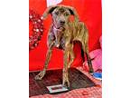 Adopt Pippi a Brindle Plott Hound / Mixed dog in Chester Springs, PA (33657689)