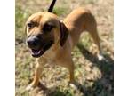 Adopt Zelda a Tan/Yellow/Fawn Boxer / Hound (Unknown Type) / Mixed dog in