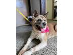 Adopt Athena a Tan/Yellow/Fawn Akita / Mixed dog in Cincinnati, OH (33657646)